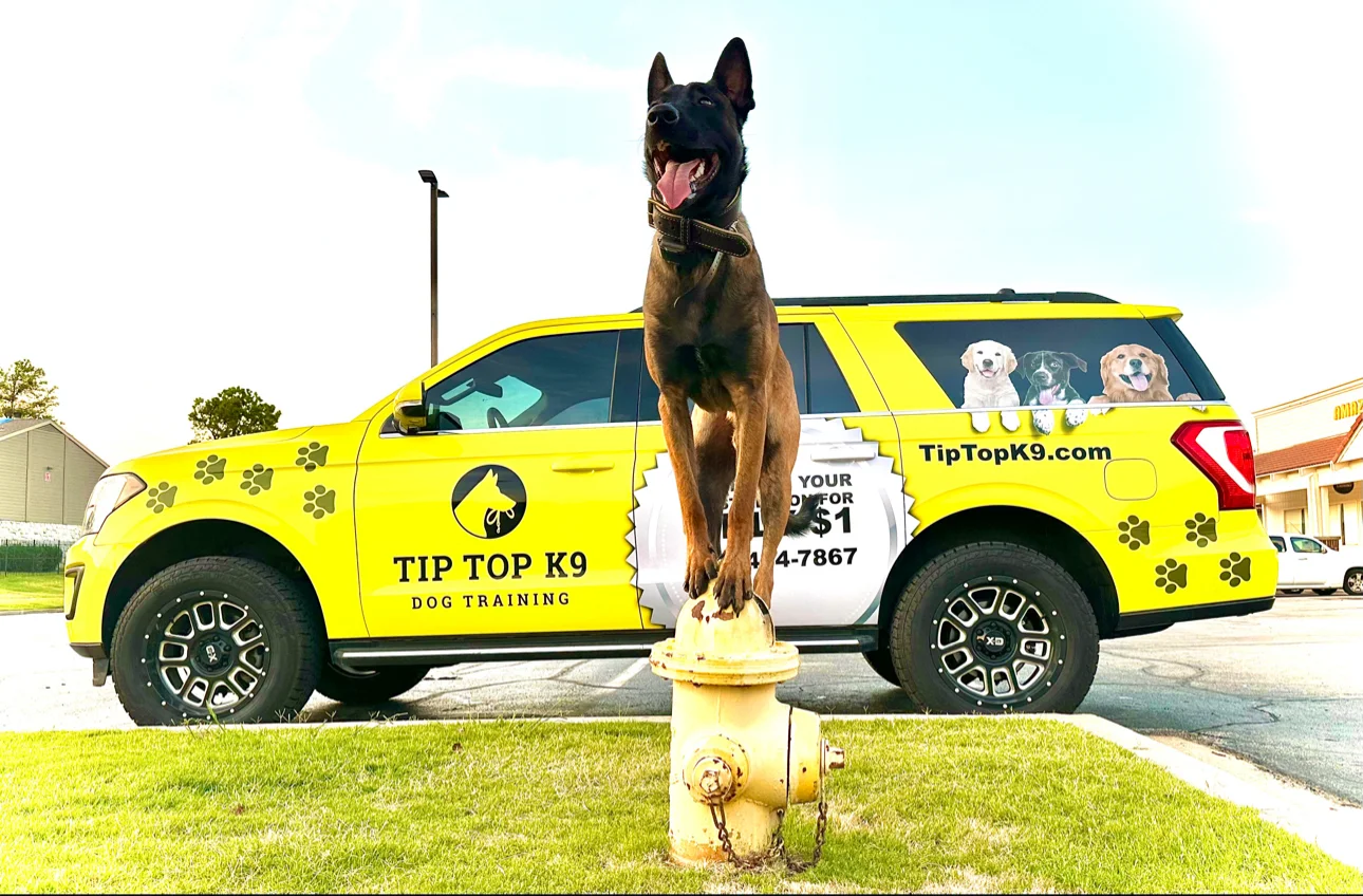 Young Malinois standing confidently on a fire hydrant beside a yellow Tip Top K9 SUV in Rogers